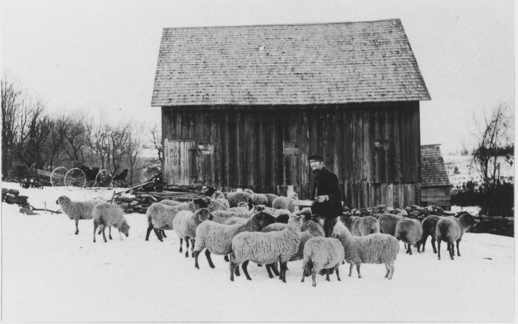 Miniature of Herman Brown and his sheep, East Dover, Vt.