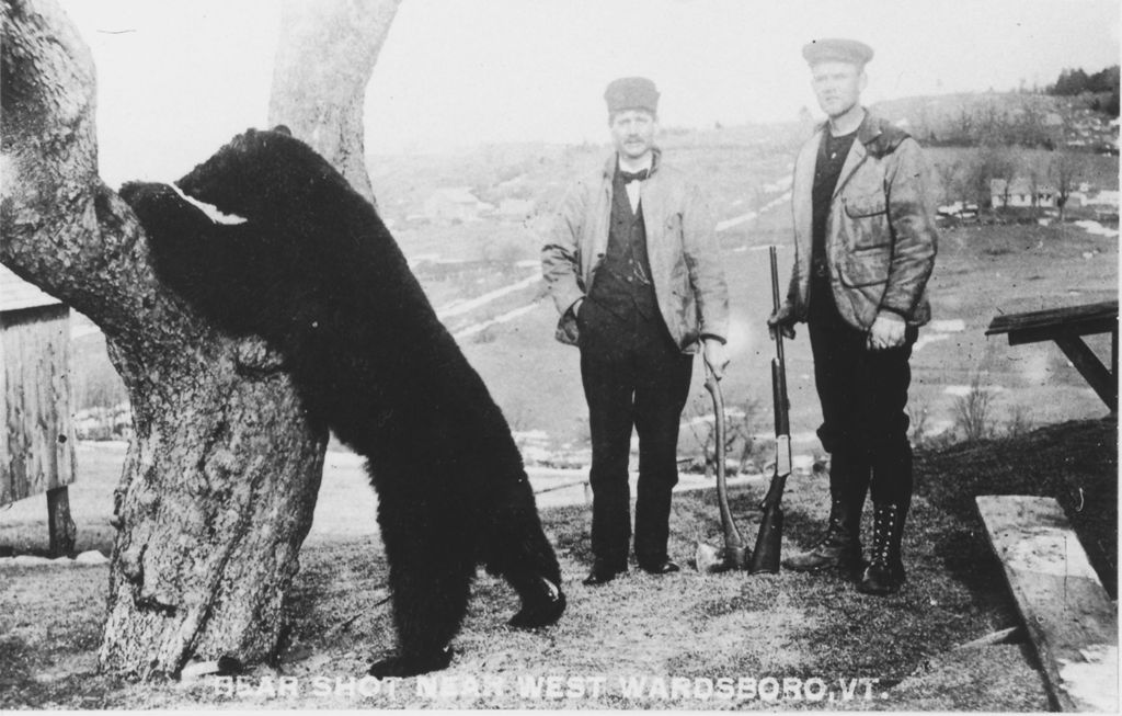 Miniature of A Bear Shot Near West Wardsboro, Vt.]