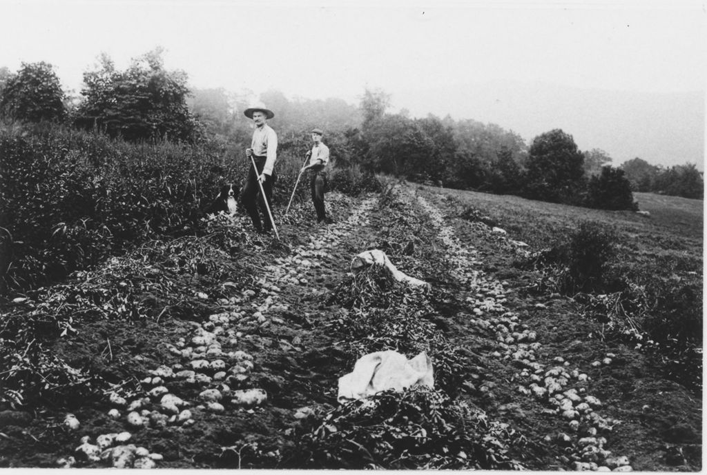 Miniature of Sam Morse and Carl Brown digging potatoes in Windham County, Vermont